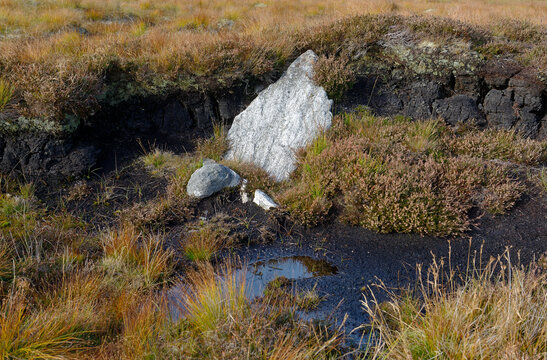 Achmore Stone Circle, Lewis, Outer Hebrides. Upstanding megalith in N sector of circle embedded in peat bank accumulated since 3000 BC construction