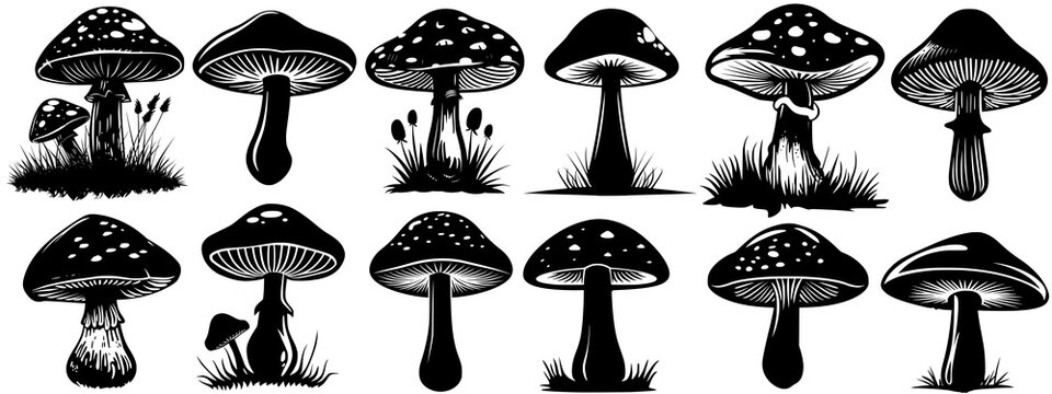 grzyby plik wektorowy mushroom