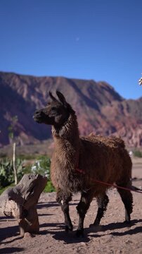 A brown llama is walking on a leash in front of a mountain. The scene is peaceful and serene, with the llama being the main focus