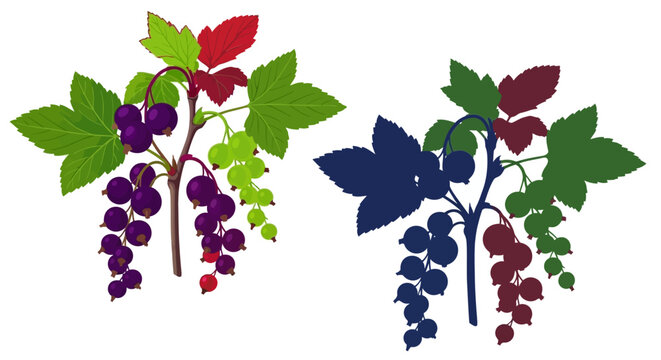 Stylized illustration of redcurrant and blackcurrant branches with berries