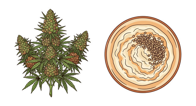 Cannabis plant and tahini paste with sesame seeds illustration