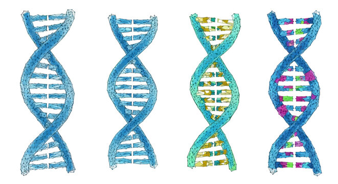 Four depictions of dna double helix structures with colorful polygonal designs