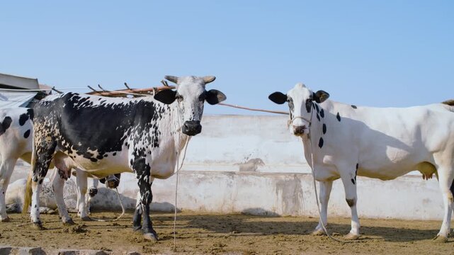 Spotted Cattle In Sindh Pakistan Livestock Farming And Rural Agriculture Scene With Cows In An Outdoor Setting Under A Clear Blue.