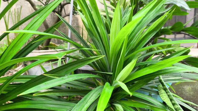 Lush green pandan leaves grow vibrantly in a tropical garden. This aromatic plant is essential in Malay cuisine. The healthy shrubs sway gently, releasing a sweet fragrance.