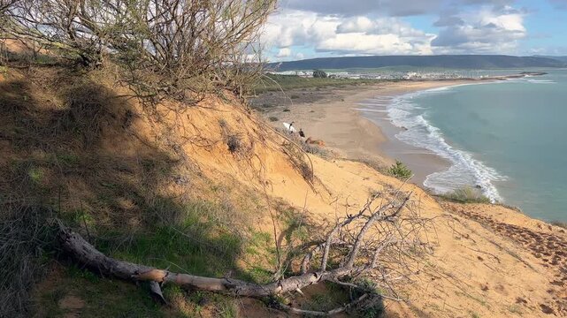 Static shot of sandy dune with vegetation overlooking beach, ocean waves and distant surfers in Barbate, Cadiz, Spain.