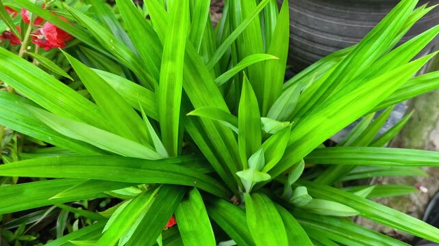 Lush green pandan leaves grow vibrantly in a tropical garden. This aromatic plant is essential in Malay cuisine. The healthy shrubs sway gently, releasing a sweet fragrance.
