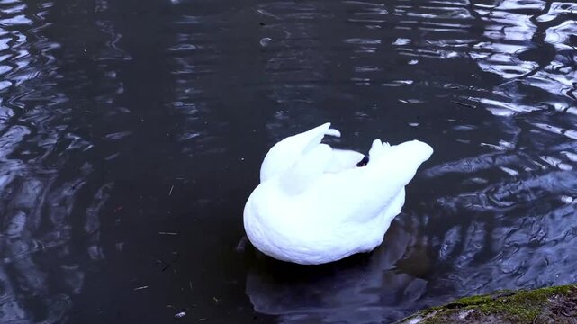 Stunning close-up of an elegant white swan swimming gracefully across dark, reflective water in a peaceful natural habitat