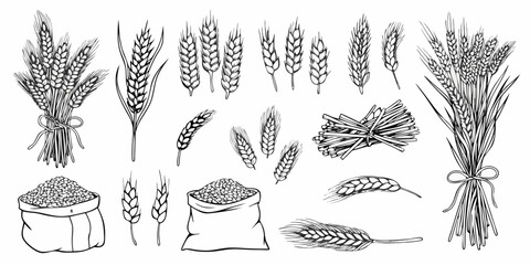 Vintage illustration of various wheat stalks grains and bundles © Partha