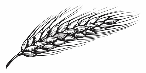 Detailed black and white illustration of a single wheat stalk © Partha
