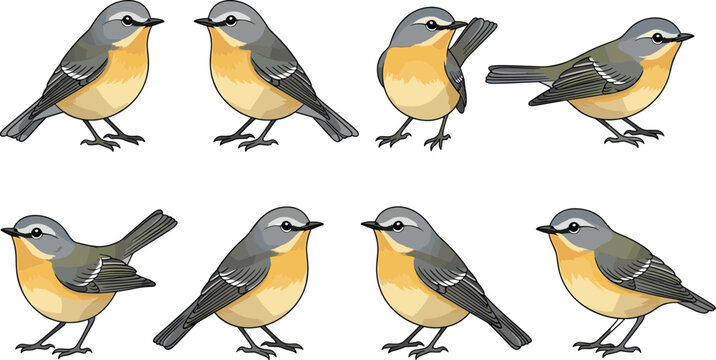 Small songbird vector set with different poses of garden bird character for wildlife nature illustration and ornithology design.