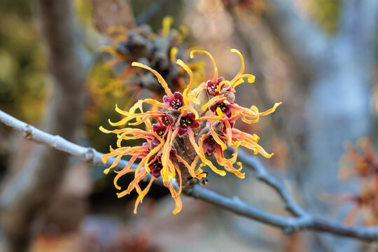 Close-up of hamamelis intermedia &rsquo;Jelena&rsquo; with yellow flowers that bloom in early spring.