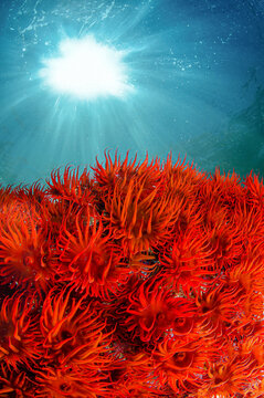 Colonia de p&oacute;lipos rojos o anemonas, invertebrados marinos 