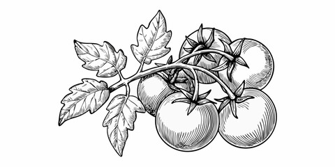 Vintage botanical illustration of ripe tomatoes on a winding vine © Juel