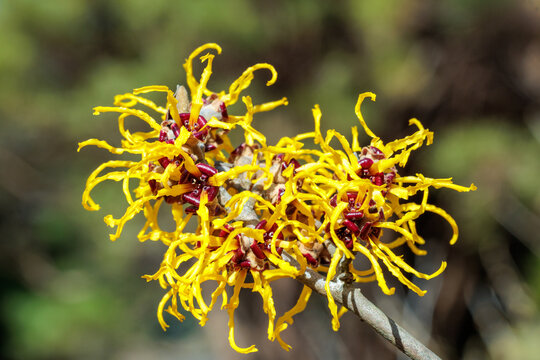 Close-up of yellow flowering Hamamelis Nina flowers blooming in a forest in early spring.
