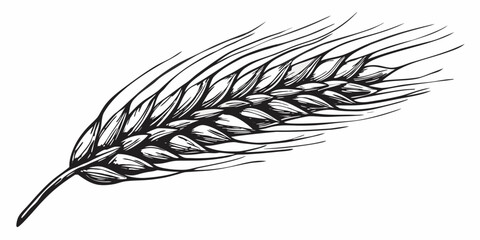 Detailed illustration of a wheat stalk with individual grains visible © Juel