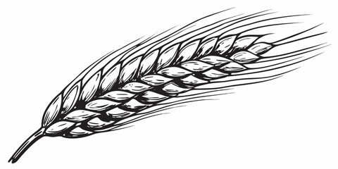 Detailed illustration of a single wheat stalk with visible grains © Juel