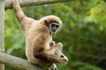 Obraz premium lar gibbon white-handed gibbon, an endangered primate in the gibbon family