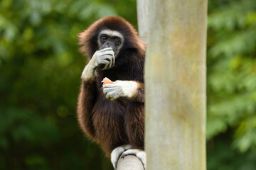 Obraz premium lar gibbon white-handed gibbon, an endangered primate in the gibbon family