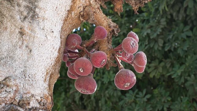 Close-up of ancient sycomore fig fruits in Israeli nature.