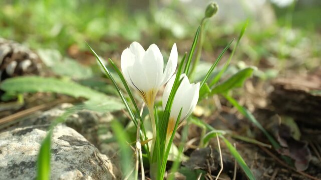 White crocus flowers blooming in the spring forest.