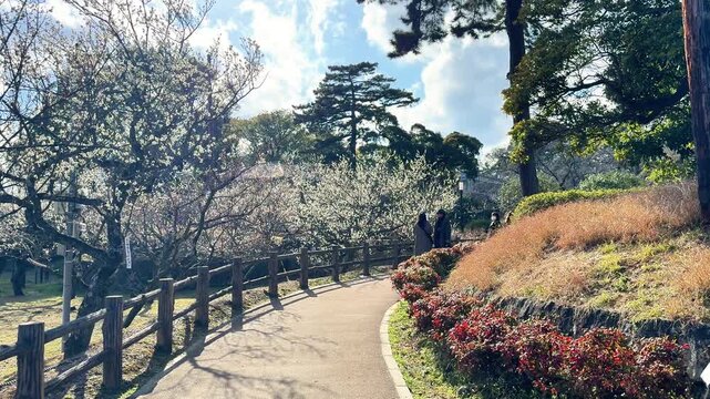 Curving garden path bordered by flowering trees and shrubs