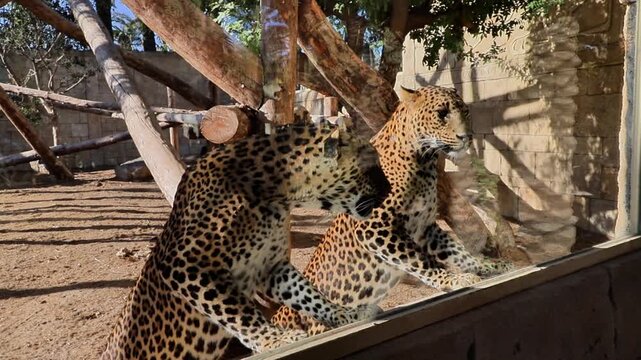 Two leopards with distinctive spotted coats interact closely at a zoo exhibit, showcasing their curiosity as they observe visitors through a glass barrier in a naturalistic habitat setting