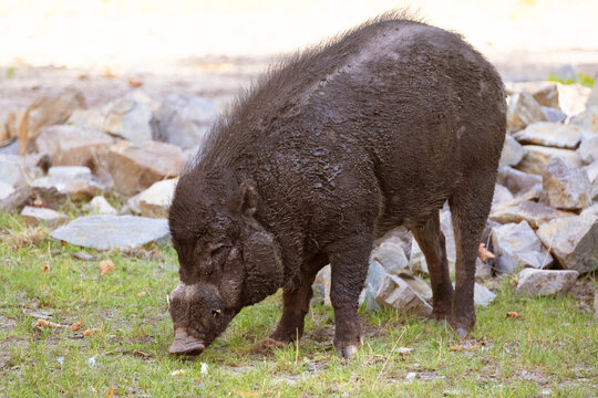 Big adult boar of Visayan warty pig Sus cebifrons