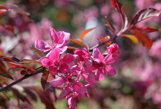 Blooming ornamental apple tree. Sochi.