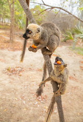 Fototapeta premium Common brown lemur (Eulemur fulvus) with orange eyes.