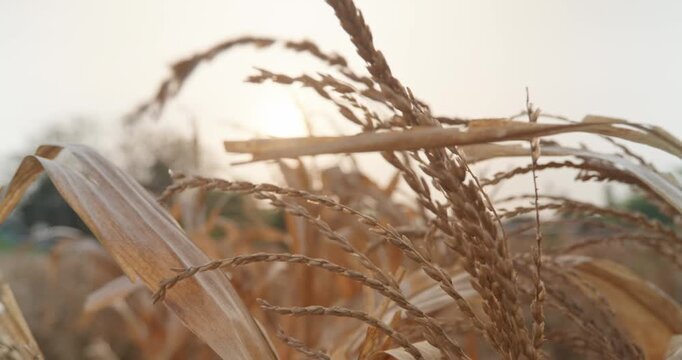 Close-up of dried corn plants in a rural agricultural field after harvest during warm sunset light. Dry corn stalks and leaves sway gently in the wind, showing seasonal farming conditions, harvest cyc