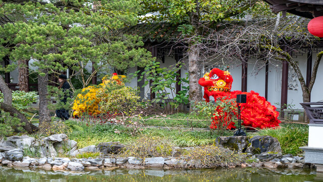 View of vibrant red and yellow lion dance figures nestled amidst the serene greenery of a Chinese garden, with a pond reflecting the scene, Portland, Oregon, United States.