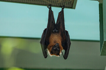 fruit bat hanging on tree in forest. Lyle's flying fox.