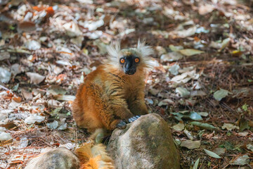 Fototapeta premium Blue eyed lemur on tree in forest