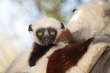 Fototapeta premium Endangered Coquerel Sifaka Lemur Propithecus coquereli Madagascar