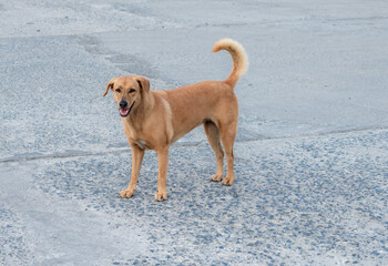 A stray dog ​​on the side of the road, on the concrete ground.