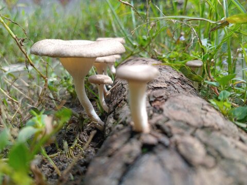 Ring mushrooms growing on rotten wood, covered with cream, slender stems, surrounded by damp green grass, natural background of cool silent forest after calm morning rain.