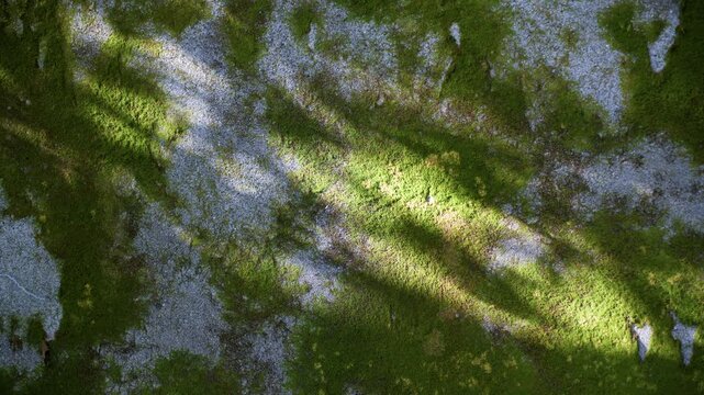 苔むした石に、木洩れ日があたる。
