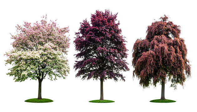 Set of Decorative Ornamental Trees Featuring Pink Flowering Dogwood Purple Beech and Dark Red Weeping Maple Isolated on Pure White Background PNG