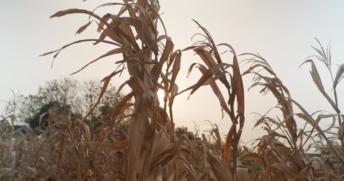 Close-up of dried corn plants in a rural agricultural field after harvest during warm sunset light. Dry corn stalks and leaves sway gently in the wind, showing seasonal farming conditions, harvest cyc
