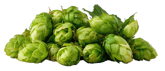 Fototapeta premium Fresh green hop cones pile for beer brewing