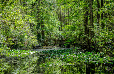 A forest with a bridge over a pond