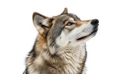 Close up of a wolf and white dog portrait