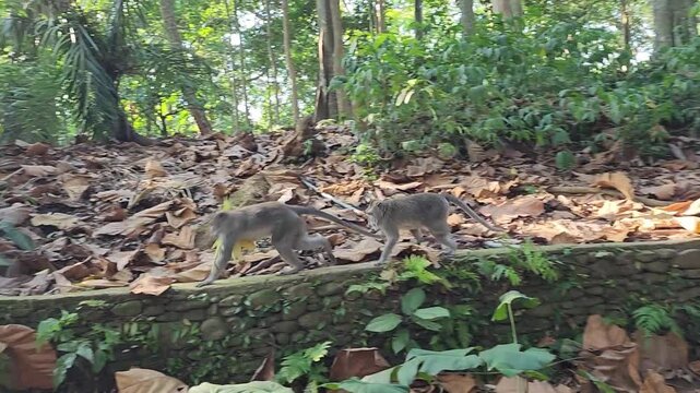 A Monkey Eats Corn, Playing with Other Monkeys