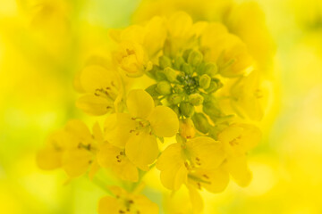 canola flower