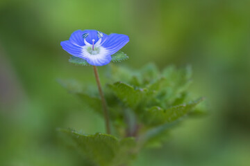 winter speedwell, veronica persica