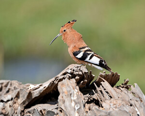Eurasian hoopoe sits on the fence © Footage pro plus