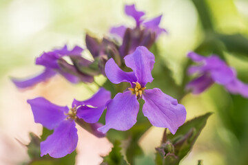 Chinese violet cress