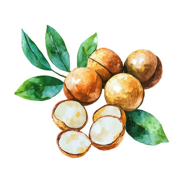 Watercolor-style vector illustration of Macadamia Slices, isolated on a clean white background.