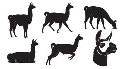 Llama silhouette set showing standing, walking, grazing, sitting and jumping poses plus detailed head portrait, black vector featuring alpaca, collection, animal with livestock and farm elements for © Beckham 