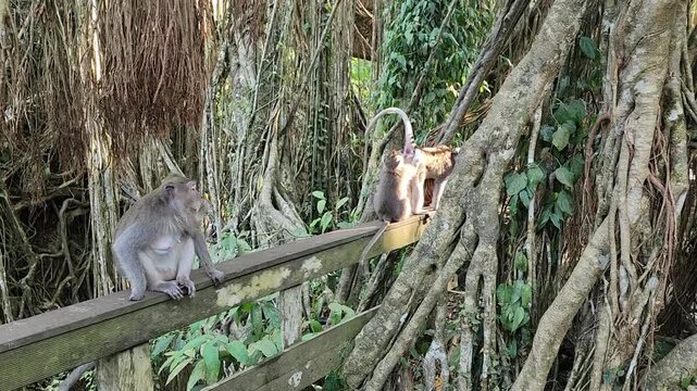 Monkeys Groom and Play with Each Other